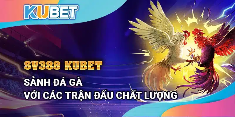 SV388 Kubet – Sảnh đá gà với các trận đấu chất lượng