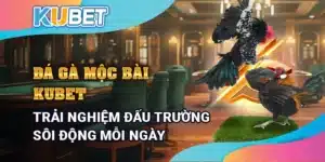 Đá gà Mộc Bài Kubet - Trải nghiệm đấu trường sôi động mỗi ngày